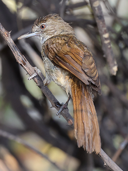 Terrestrial Brownbul
